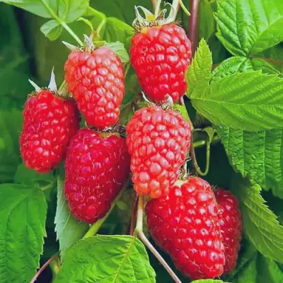 Малина МАРАСТАР в Мозыре