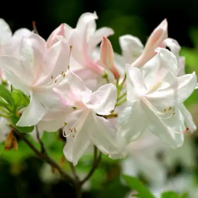 Азалия УАЙТ ЛАЙТС листопадная в Мозыре