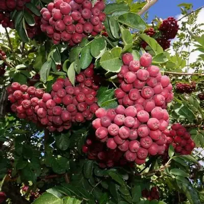 Рябина ТИТАН сладкоплодная  в Мозыре