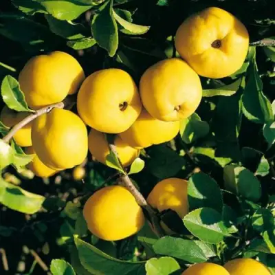 Айва ЦЕЗАРЬ в Мозыре