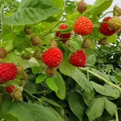 Малина КВЕЛЛИ в Мозыре