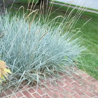 Элимус БЛЮ ДЮН песчаный в Мозыре