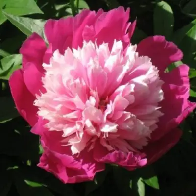 Пион КАПЛЯ РОСЫ травянистый в Мозыре