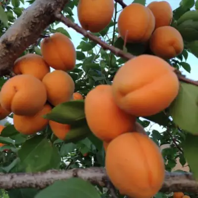 Абрикос ГОЛД РИЧ в Мозыре