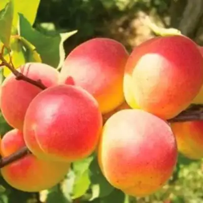 Абрикос NJA-19 в Мозыре