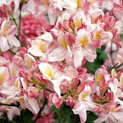 Азалия САТОМИ японская в Мозыре