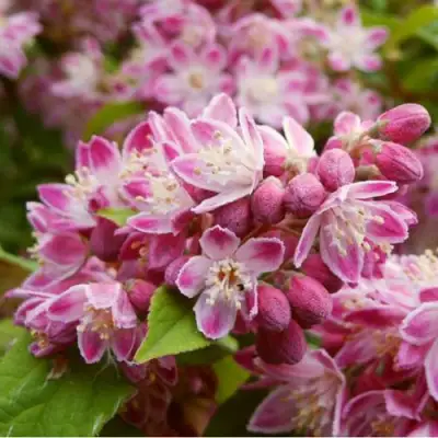 Дейция СТРОБЕРРИ ФИЛДС  в Мозыре