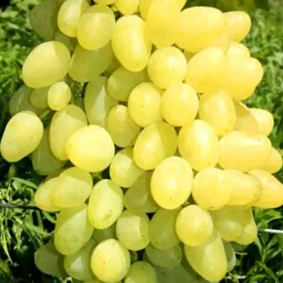 Виноград ЗАРНИЦА в Мозыре