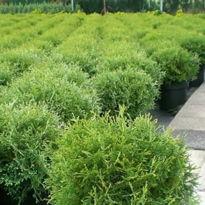 Туя ТИНИ ТИМ западная в Мозыре