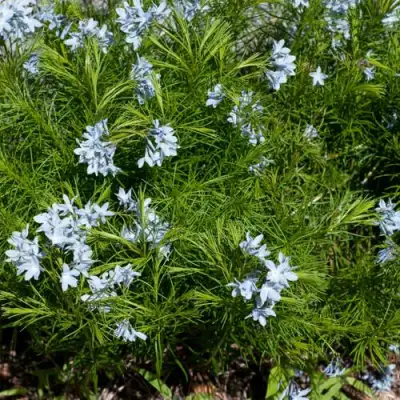 Амсония РЕСНИТЧАТАЯ в Мозыре