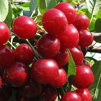 Вишня ГЛУБОКСКАЯ в Мозыре