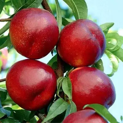 Нектарин БИГ-ТОП в Мозыре