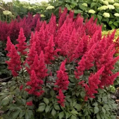 Астильба ФАНАЛ в Мозыре