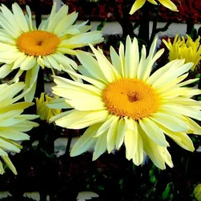 Нивяник БРОДВЕЙ ЛАЙТС великолепный в Мозыре