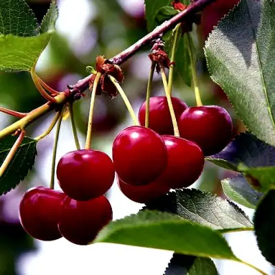 Вишня РИВАЛ в Мозыре