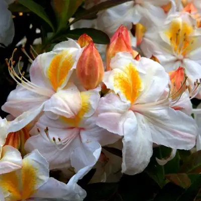 Азалия СИЛЬВЕР СЛИППЕР листопадная в Мозыре