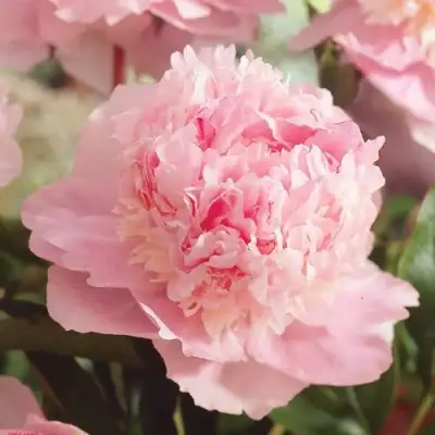 Пион ЭДЕНС ПАРФЮМ травянистый в Мозыре