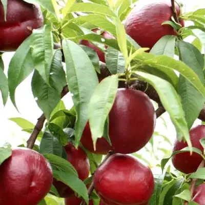 Нектарин ФАНТАЗИЯ в Мозыре