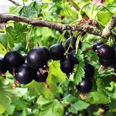 Йошта КРЫМСКАЯ в Мозыре