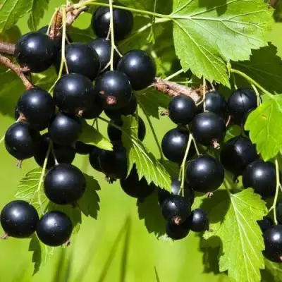 Смородина чёрная БЕЛОРУССКАЯ СЛАДКАЯ в Мозыре
