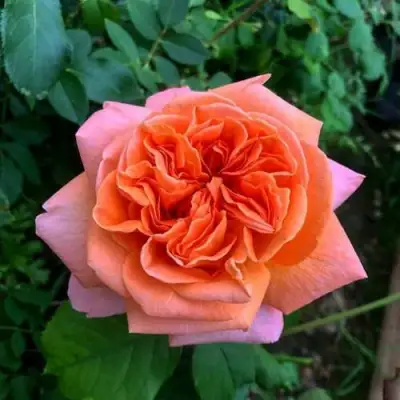 Роза РЕНЕ ГОССИНИ чайно-гибридная в Мозыре