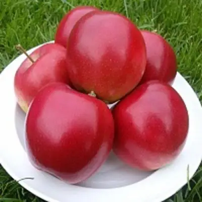 Яблоня СЯБРЫНА в Мозыре