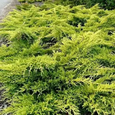 Можжевельник ОЛД ГОЛД средний в Мозыре