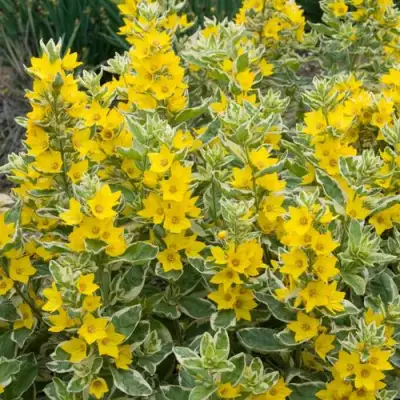 Вербейник АЛЕКСАНДР точечный в Мозыре