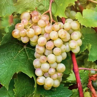 Виноград КРИСТАЛЛ в Мозыре