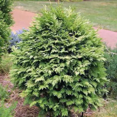 Туя ВАРЕАНА ЛЮТЕСЦЕНС западная в Мозыре