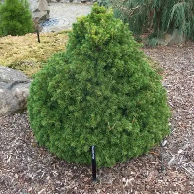 Ель ТОМПА обыкновенная в Мозыре