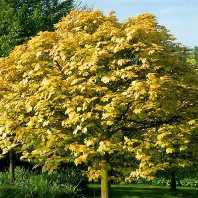 Клен ложноплатановый в Мозыре