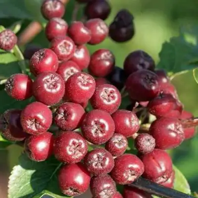 Рябина БУРКА сладкоплодная в Мозыре