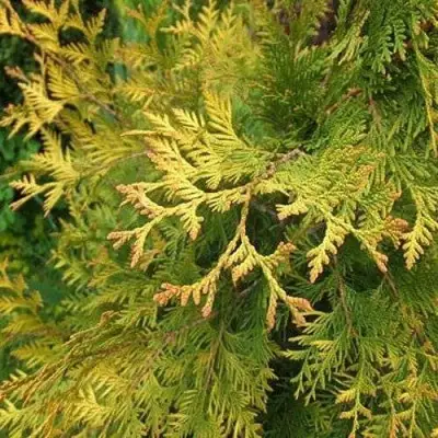 Туя ГОЛДЕН БРАБАНТ западная в Мозыре