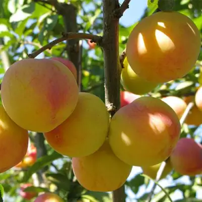 Слива ВЕТРАЗЬ-2 в Мозыре