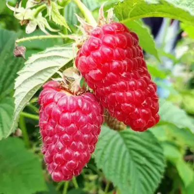 Малина ПШЕХИБА в Мозыре