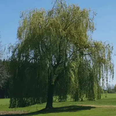 Ива белая в Мозыре