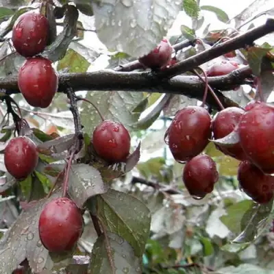 Слива НИГРА растопыреная в Мозыре