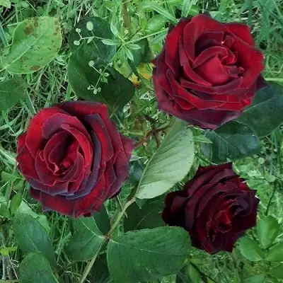 Роза ПАПА МЕЙЯН чайно-гибридная в Мозыре