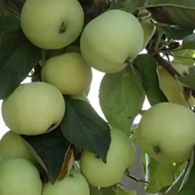 Яблоня ПАПИРОВКА в Мозыре