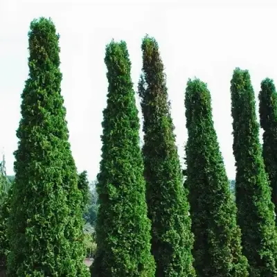 Туя ДЕГРУТ СПАЙР западная в Мозыре