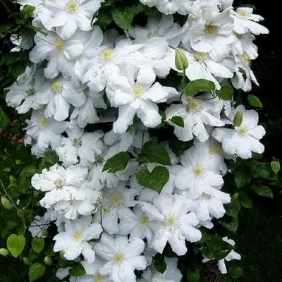 Клематис ТОКИ в Мозыре