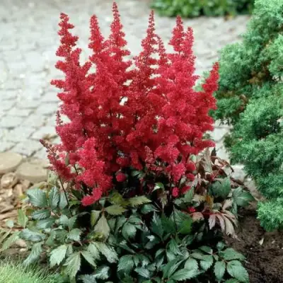 Астильба ГРАНАТ Арендса в Мозыре