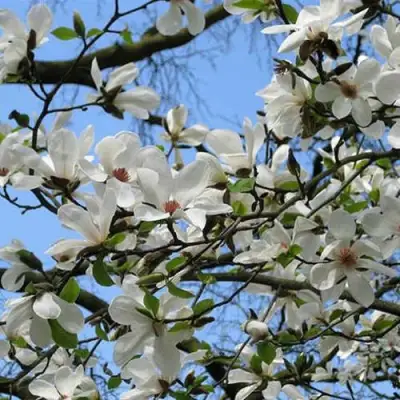 Магнолия АЛЬБА СУПЕРБА в Мозыре