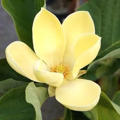 Магнолия ЕЛЛОУ ЛАНТЕРН в Мозыре