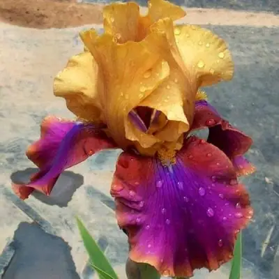 Ирис ГАЛА МАДРИД бородатый в Мозыре