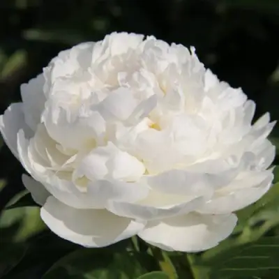 Пион СНЕЖНАЯ КРЕПОСТЬ древовидный в Мозыре