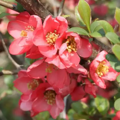 Айва ПИНК КВИН в Мозыре