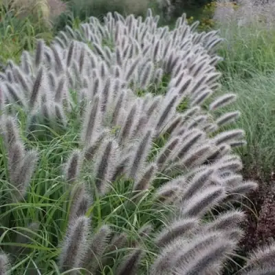 Пеннисетум БЛЭК БЬЮТИ в Мозыре