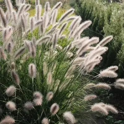 Пеннисетум ЛЕДИ Ю в Мозыре